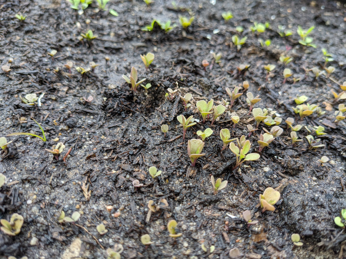 How to Water Seeds Safely Without Washing Them Away 2